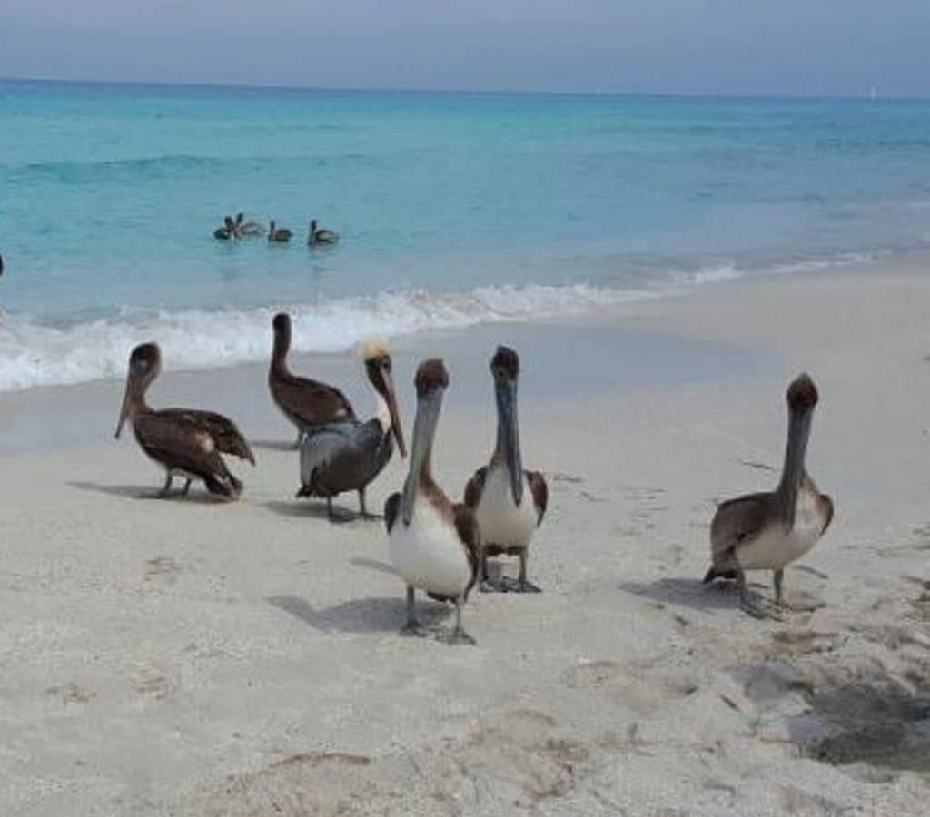beach-beach